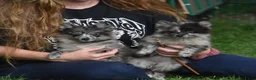 Kruising honden te koop: 6 Prachtige BooPom’s, 4 meiden🎀 2 jongens🧢 - Advertentie 3