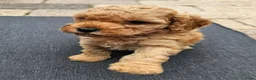 Cockapoo honden te koop: 💚 Cockapoo 💛 - Advertentie 5
