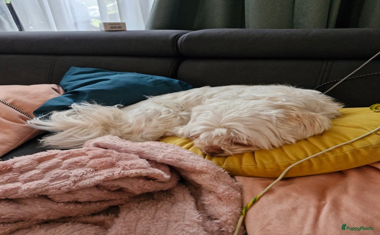 Boomer honden - Advertentie 5