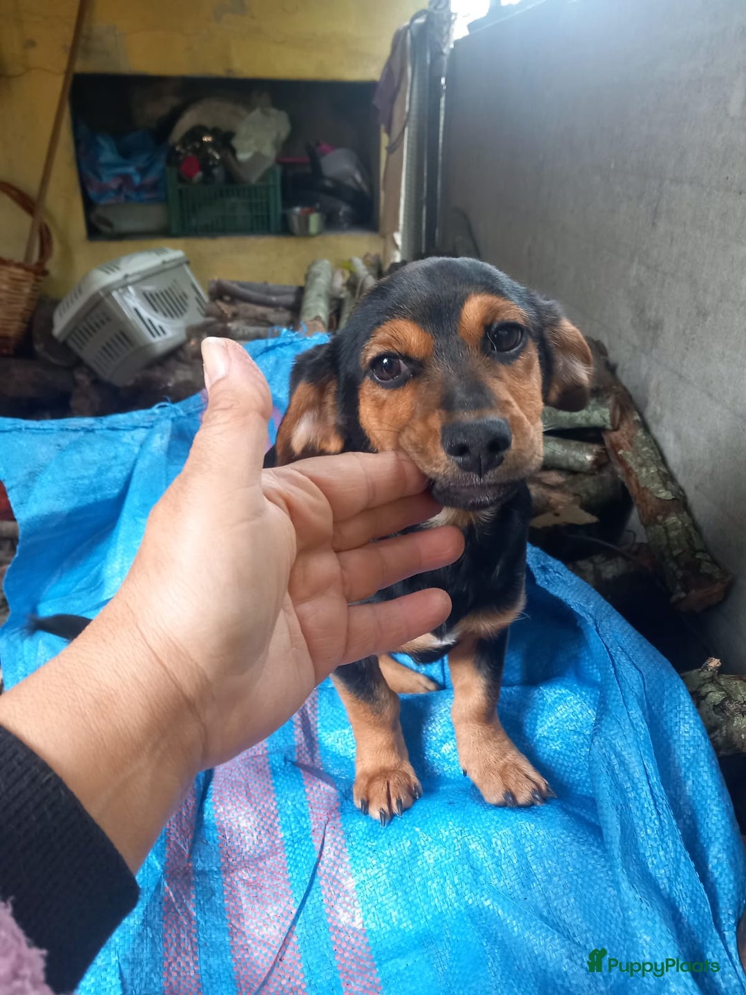 Kruising honden te koop: 2 italiaanse lieverds zoeken een familie - Advertentie 5