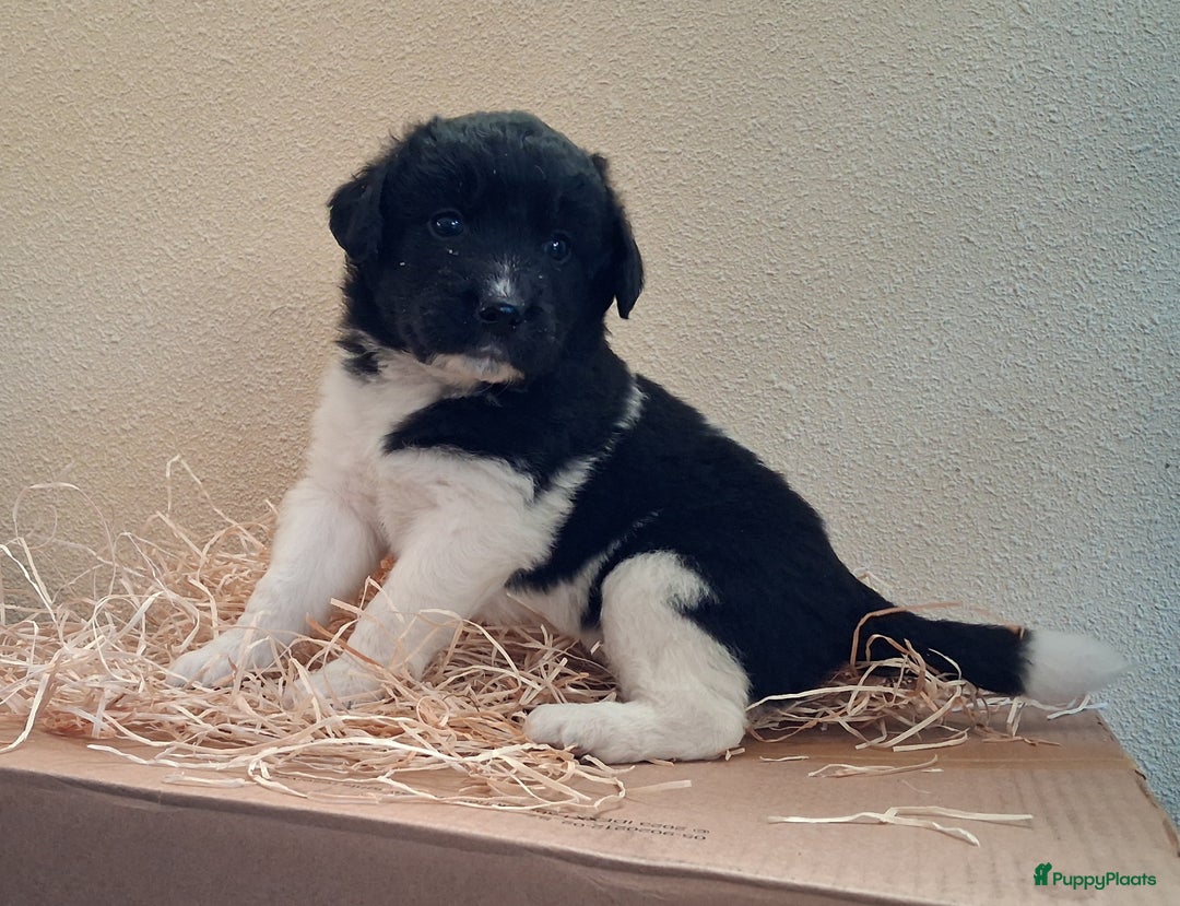 Friese Stabij honden te koop: Lieve Friese Stabij pups - Advertentie 2