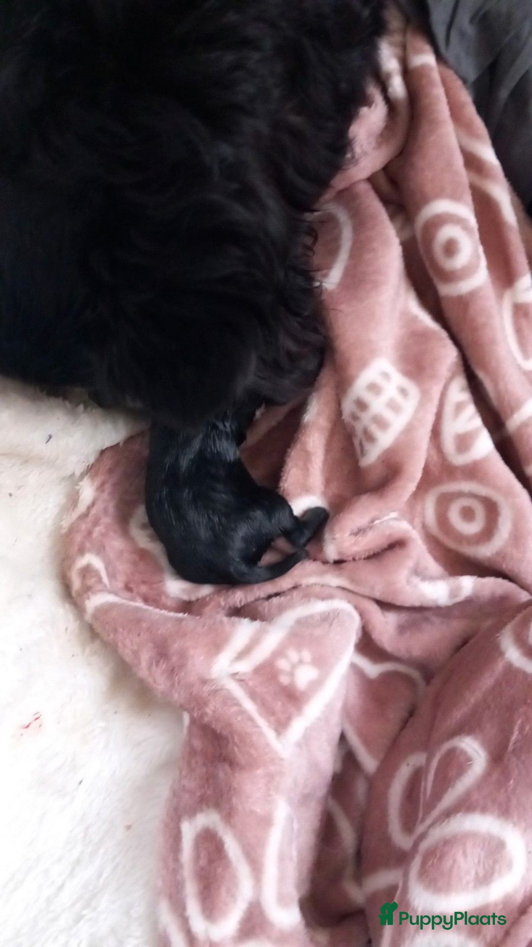 Chihuahua honden te koop: Te koop  chihuahua  pups q - Advertentie 2