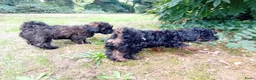 Kruising honden te koop: Dwergpoedel x Boompoo pups  - Advertentie 12