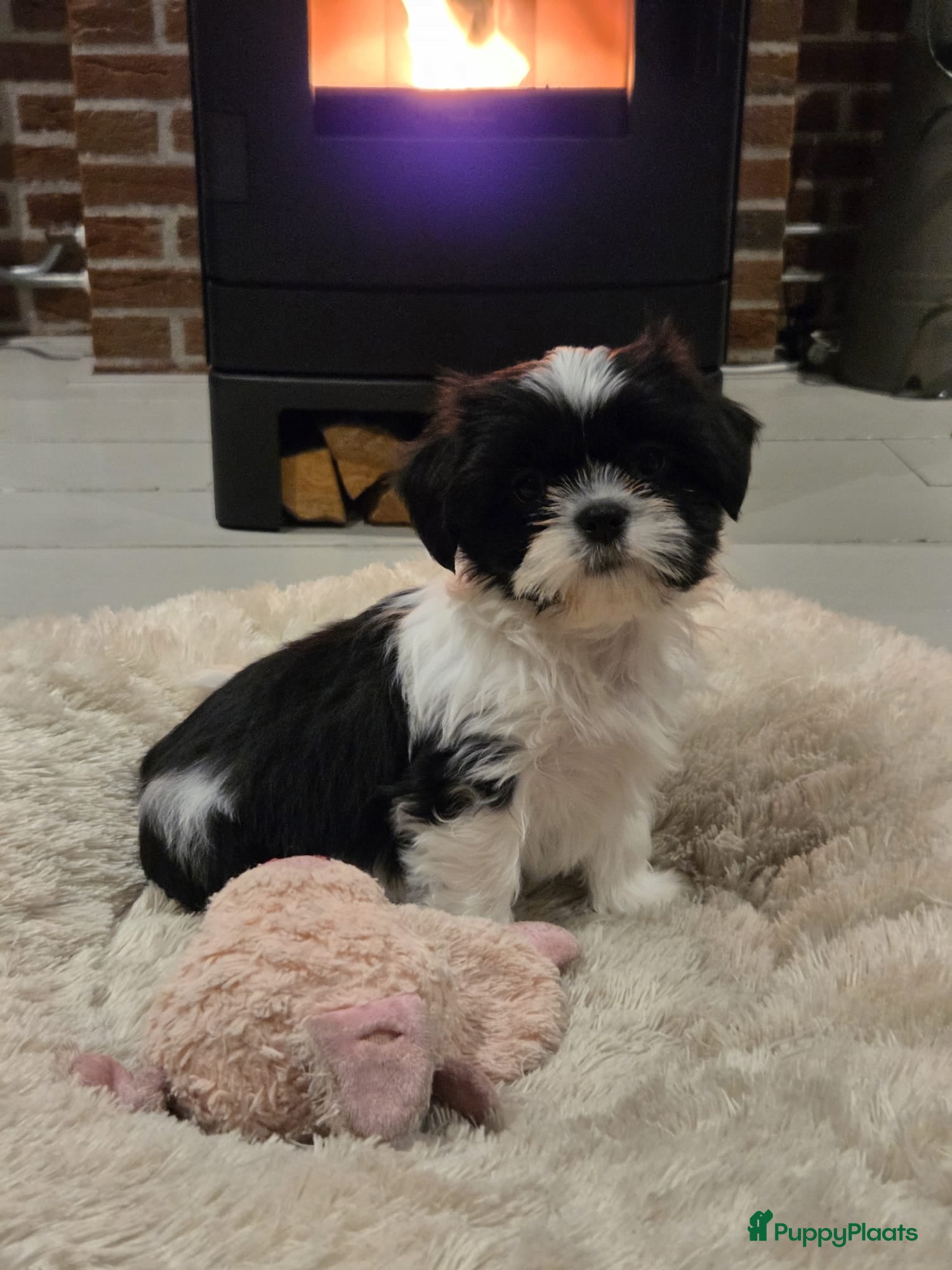 Malshi honden Prachtige Boomer pups - Advertentie 1