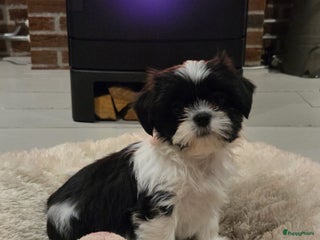 Malshi honden Prachtige Boomer pups - Advertentie 4