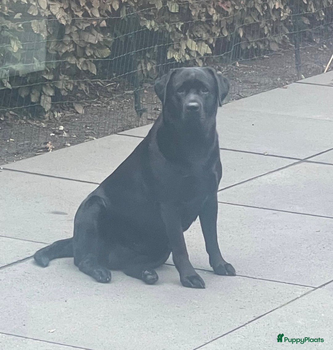 Labrador Retriever honden te koop: NEST AANKONDIGING LABRADOR PUPS - Advertentie 6