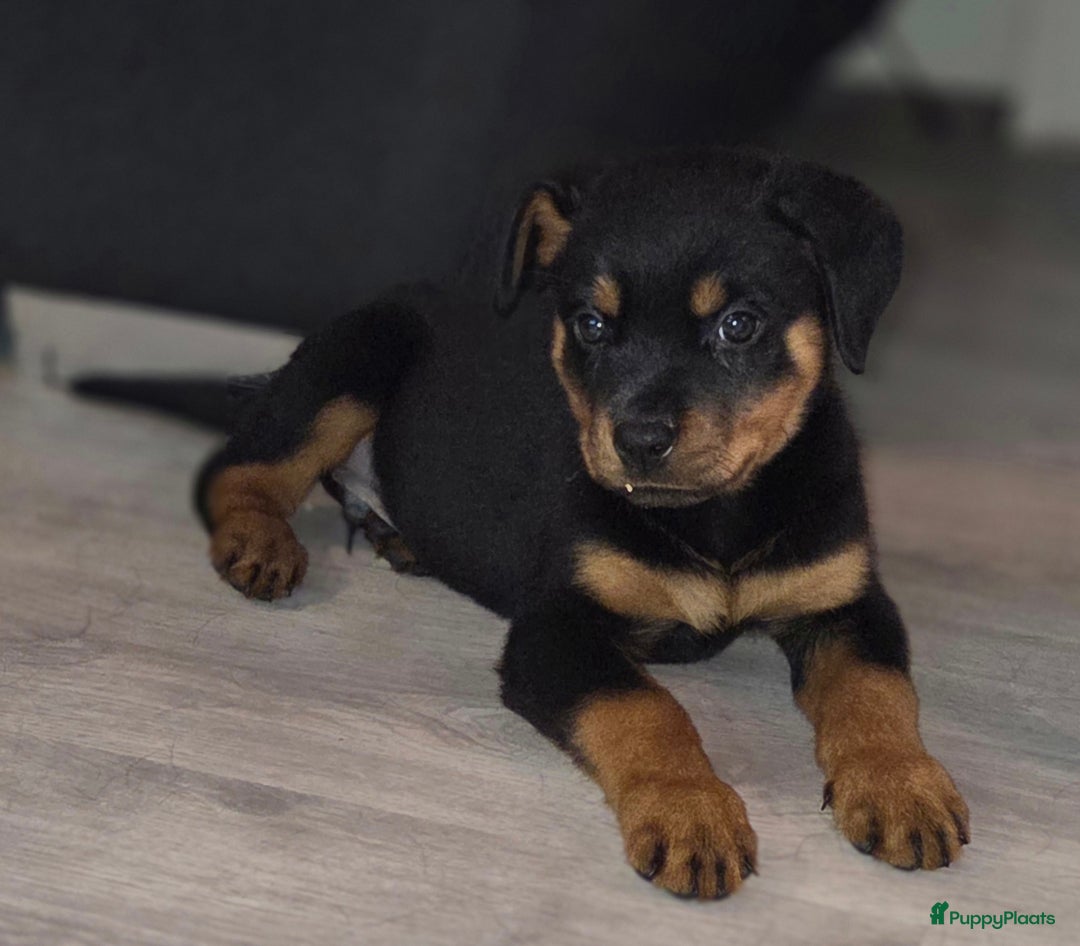 Rottweiler honden te koop: Rottweiler pups  - Advertentie 2
