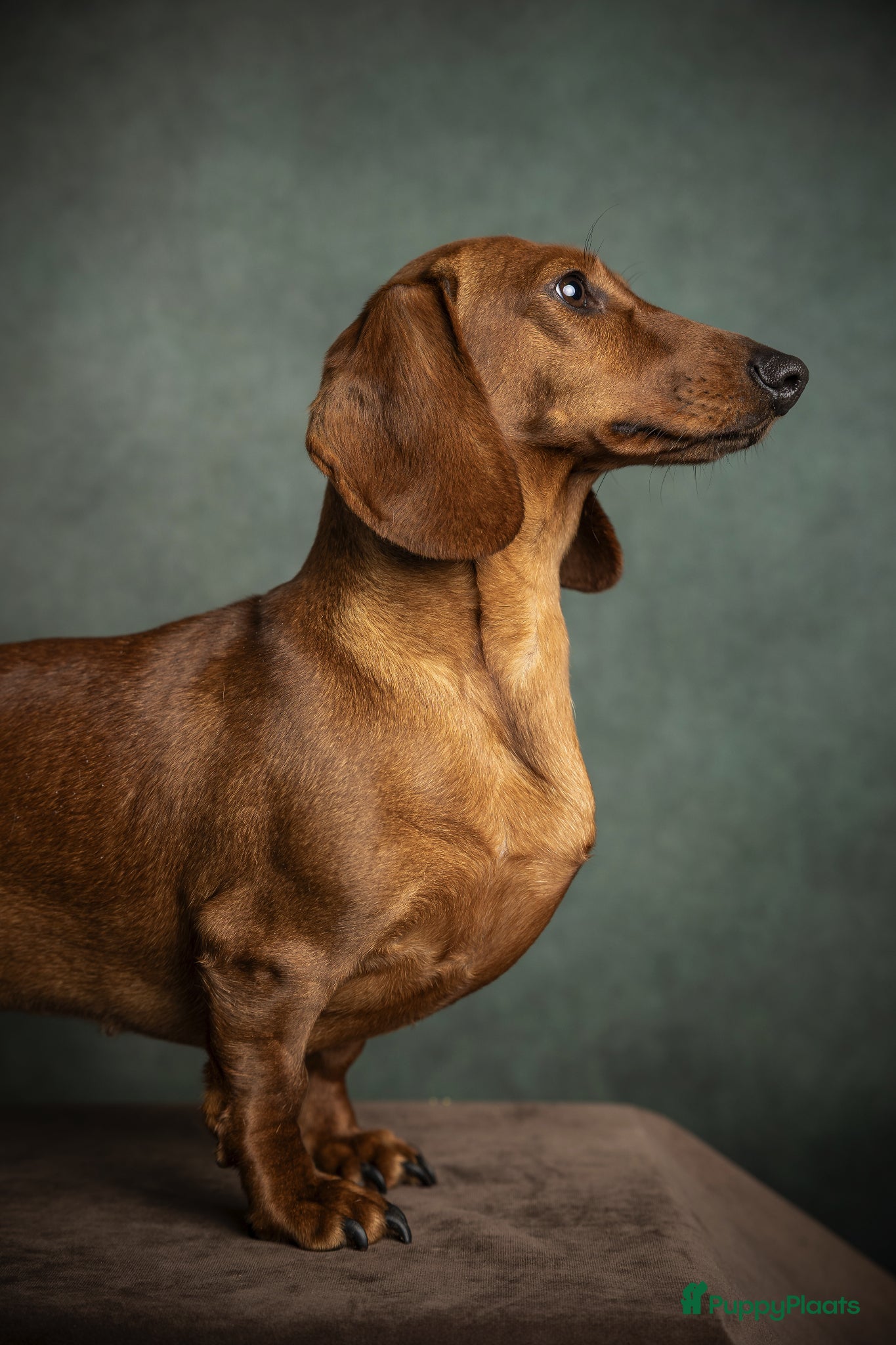Teckel (korthaar)  honden Prachtige teckelpupjes  - Advertentie 2