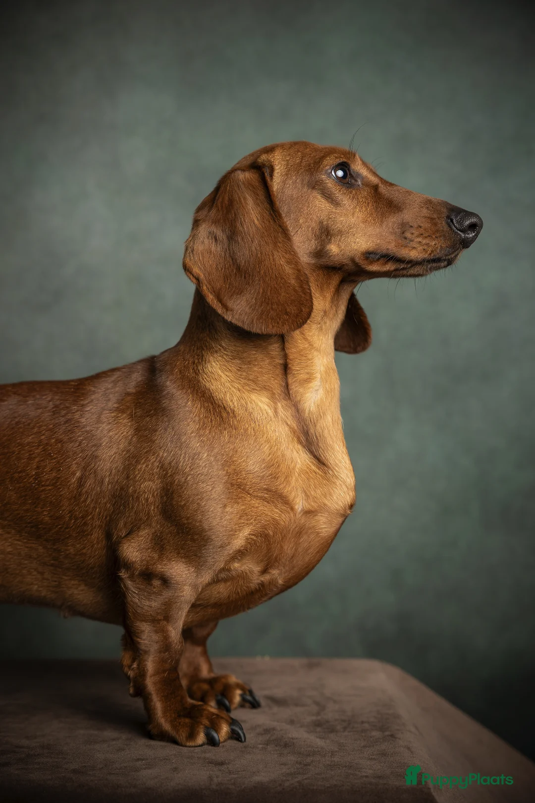 Teckel (korthaar)  honden te koop: Prachtige teckelpupjes  - Advertentie 2