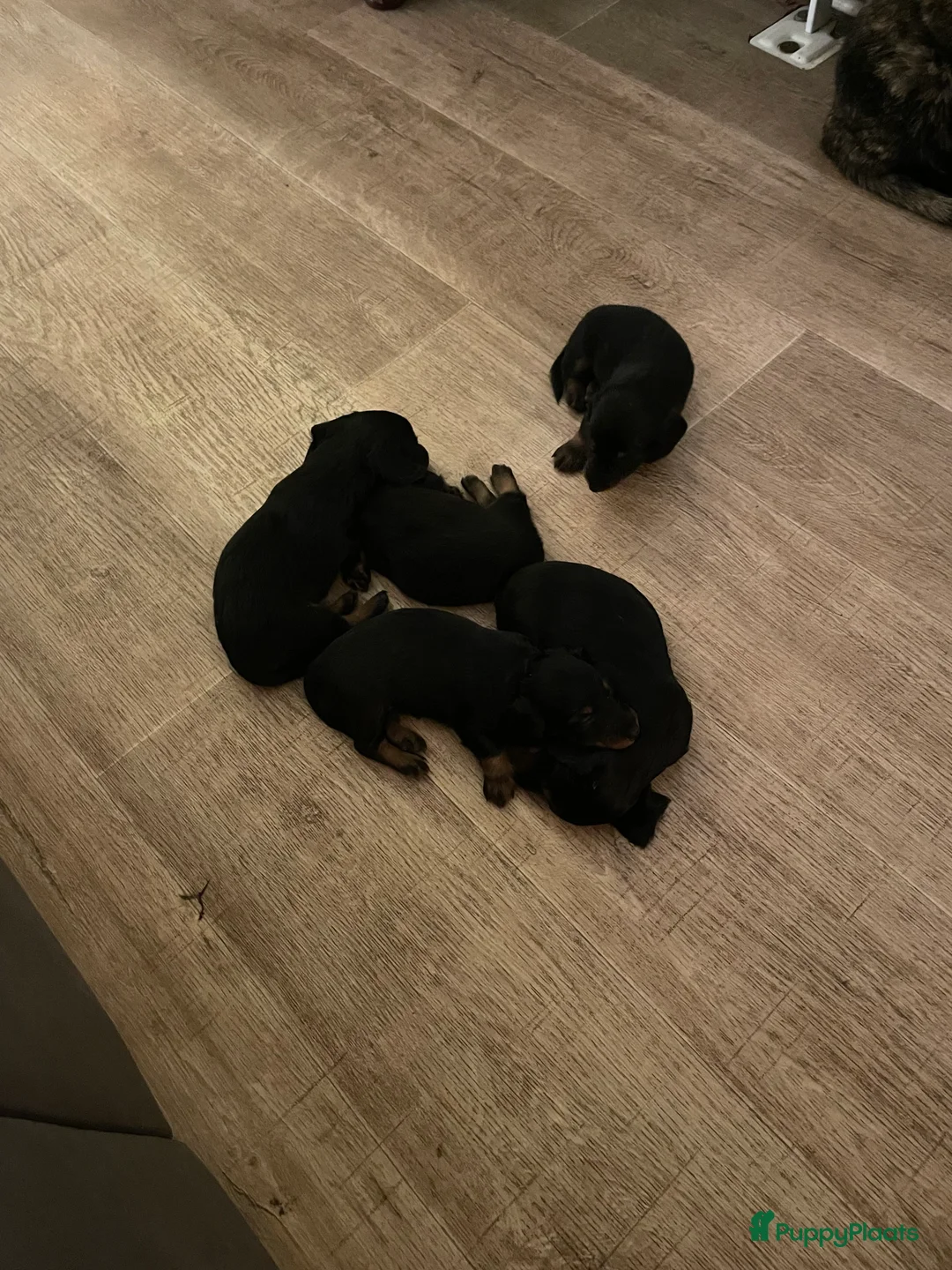 Teckel (langhaar) honden te koop: Leuke standaard langharige teckelpups - Advertentie 9