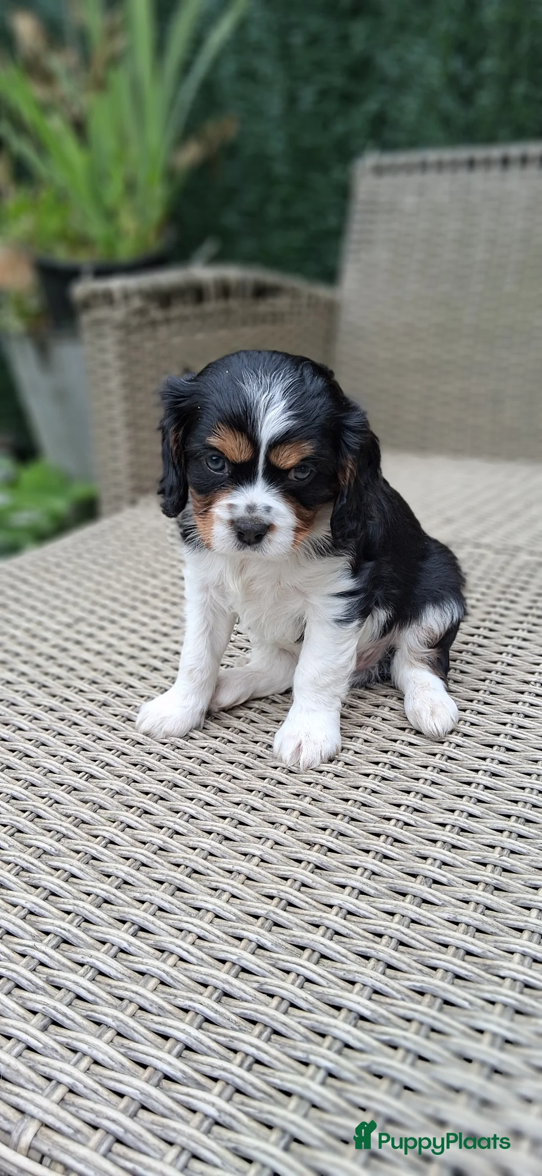 Cavalier King Charles Spaniel honden te koop: Zeer lieve mooie schattige cavalier king charel  - Advertentie 6