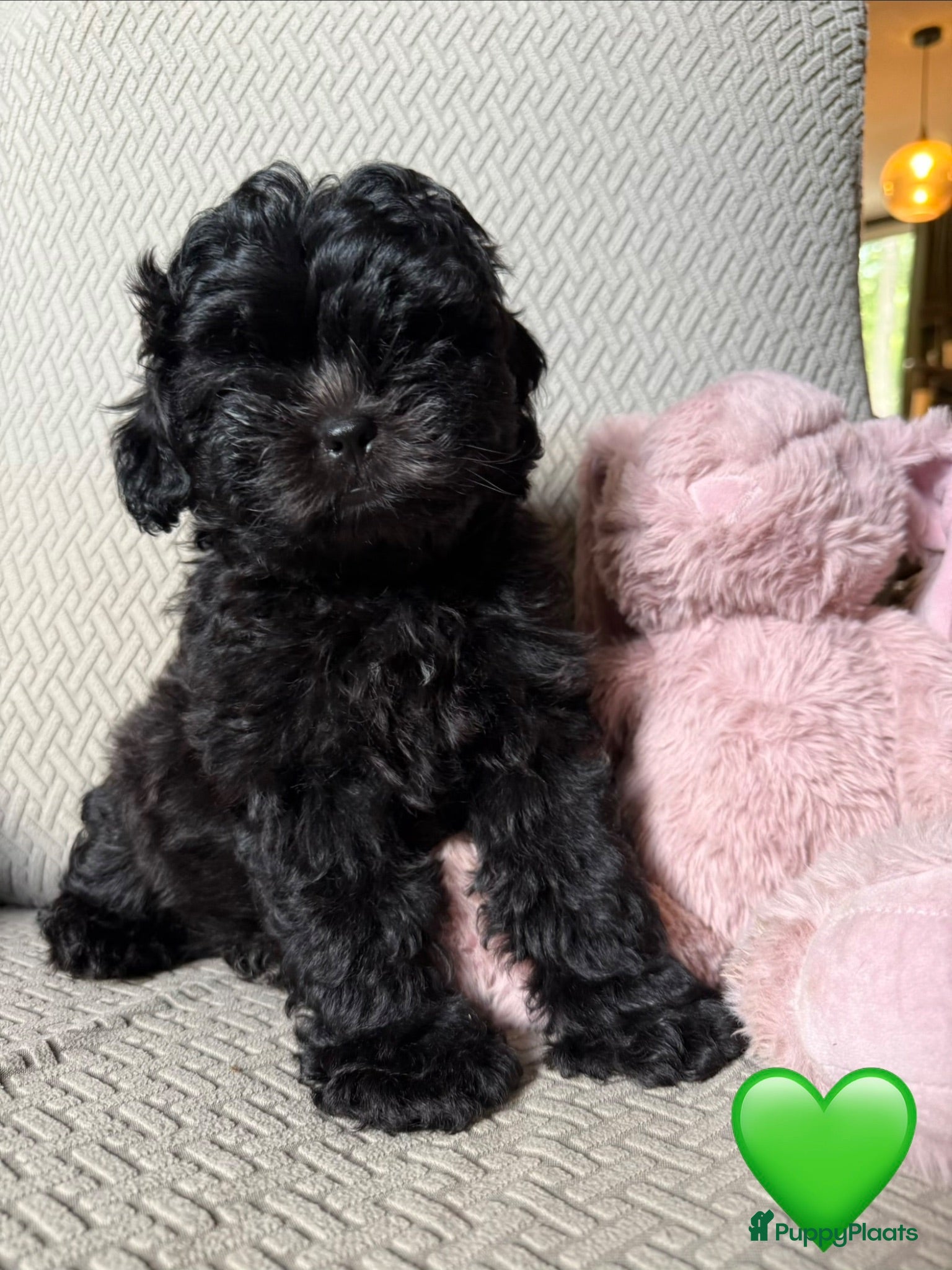 Shihpoo honden Shihpoo reutje zoekt gouden mandje!💚 💛 - Advertentie 2
