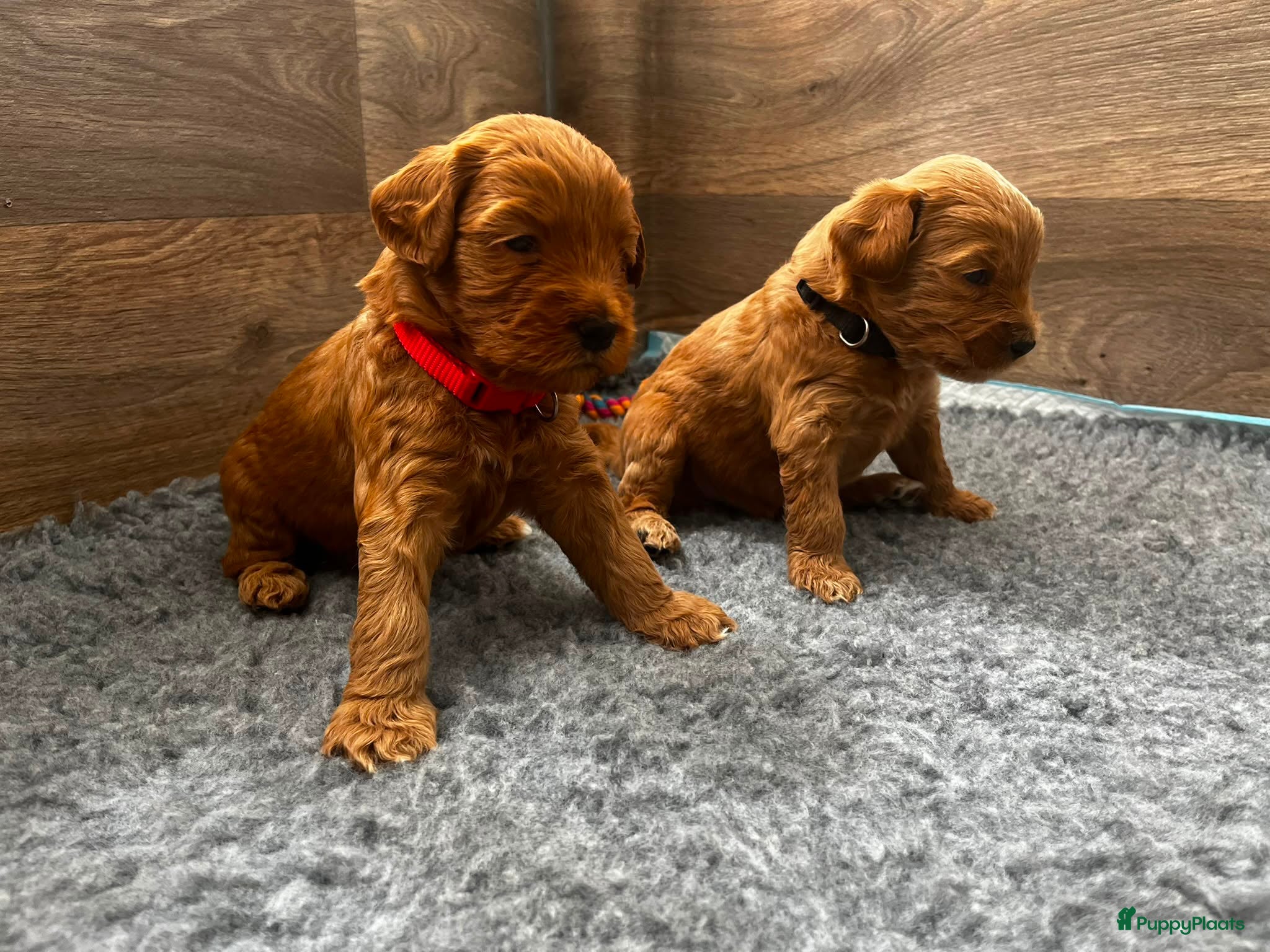 Australian Labradoodle honden te koop: Australian labradoodle pups - Advertentie 13