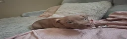 Kruising honden te koop: 5 puppers Red Nose Pitbull/American Bully - Advertentie 26