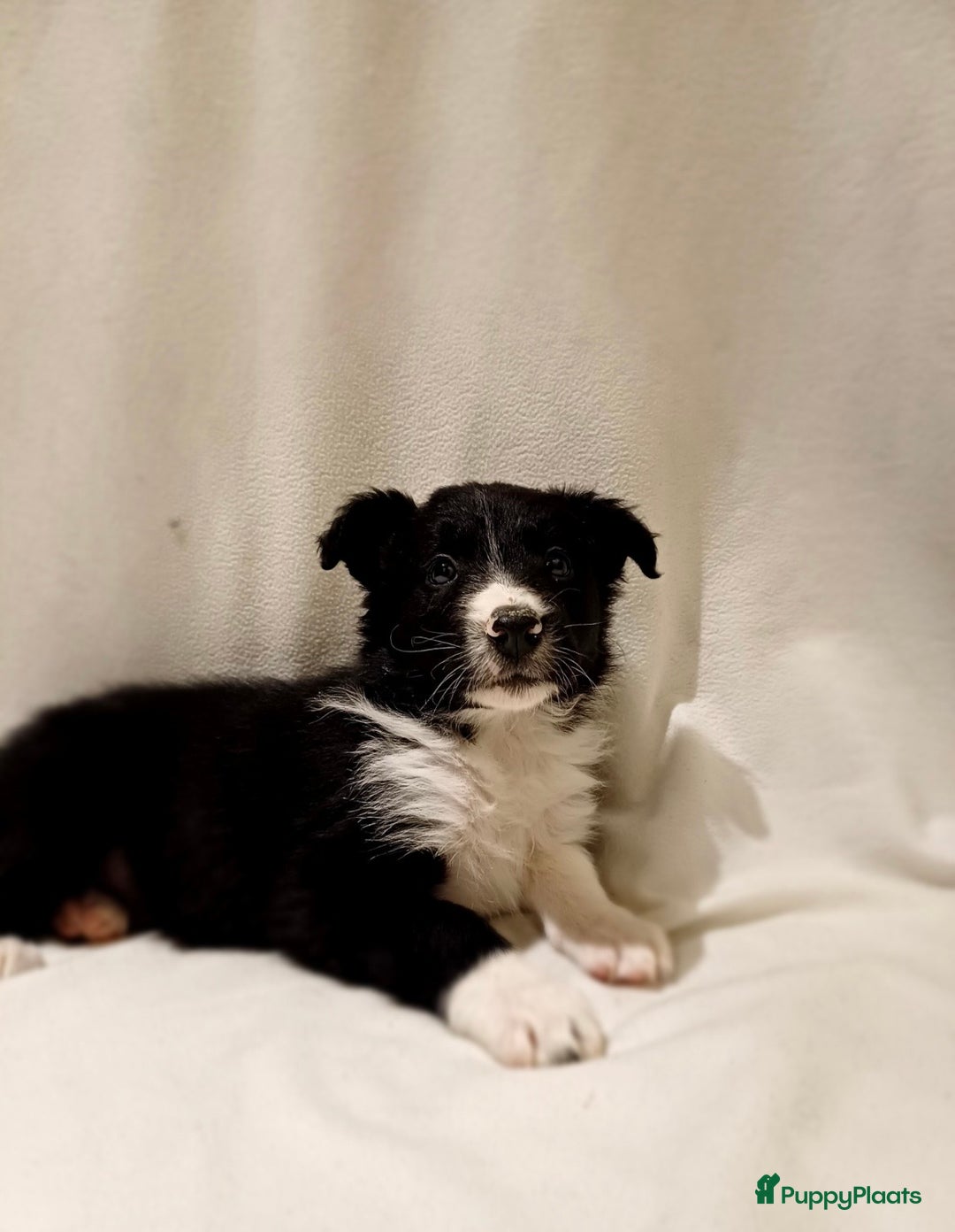 Border Collie honden te koop: Border Collie pups  - Advertentie 5