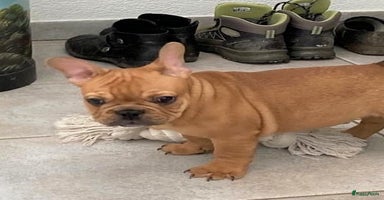 Franse Bulldog honden - Advertentie 14