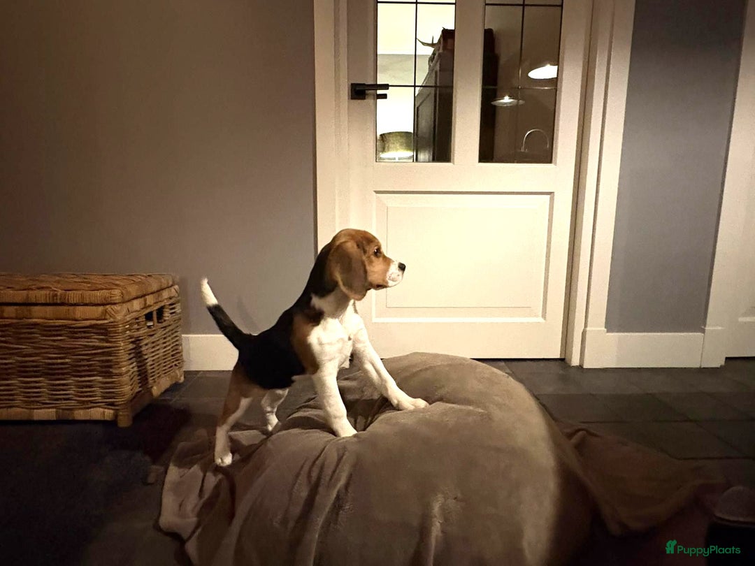 Beagle honden te koop: Beagle pup teef  - Advertentie 4