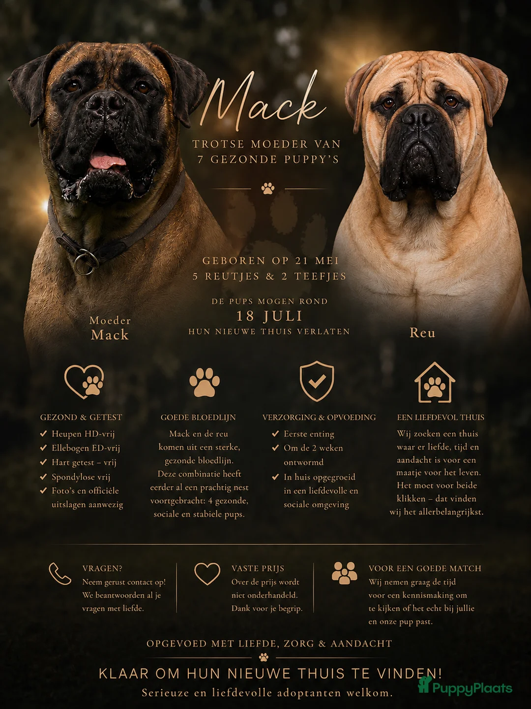 Bullmastiff honden te koop: Bullmastiff pups raszuiver in Heusden - Advertentie 2