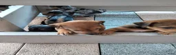 Jack Russel Terriër honden te koop: 5 leuke jack russel pups - Advertentie 5