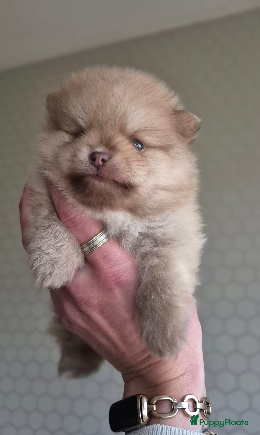 Pomchi honden te koop: Prachtige luxe pommeriaan pups - Advertentie 24