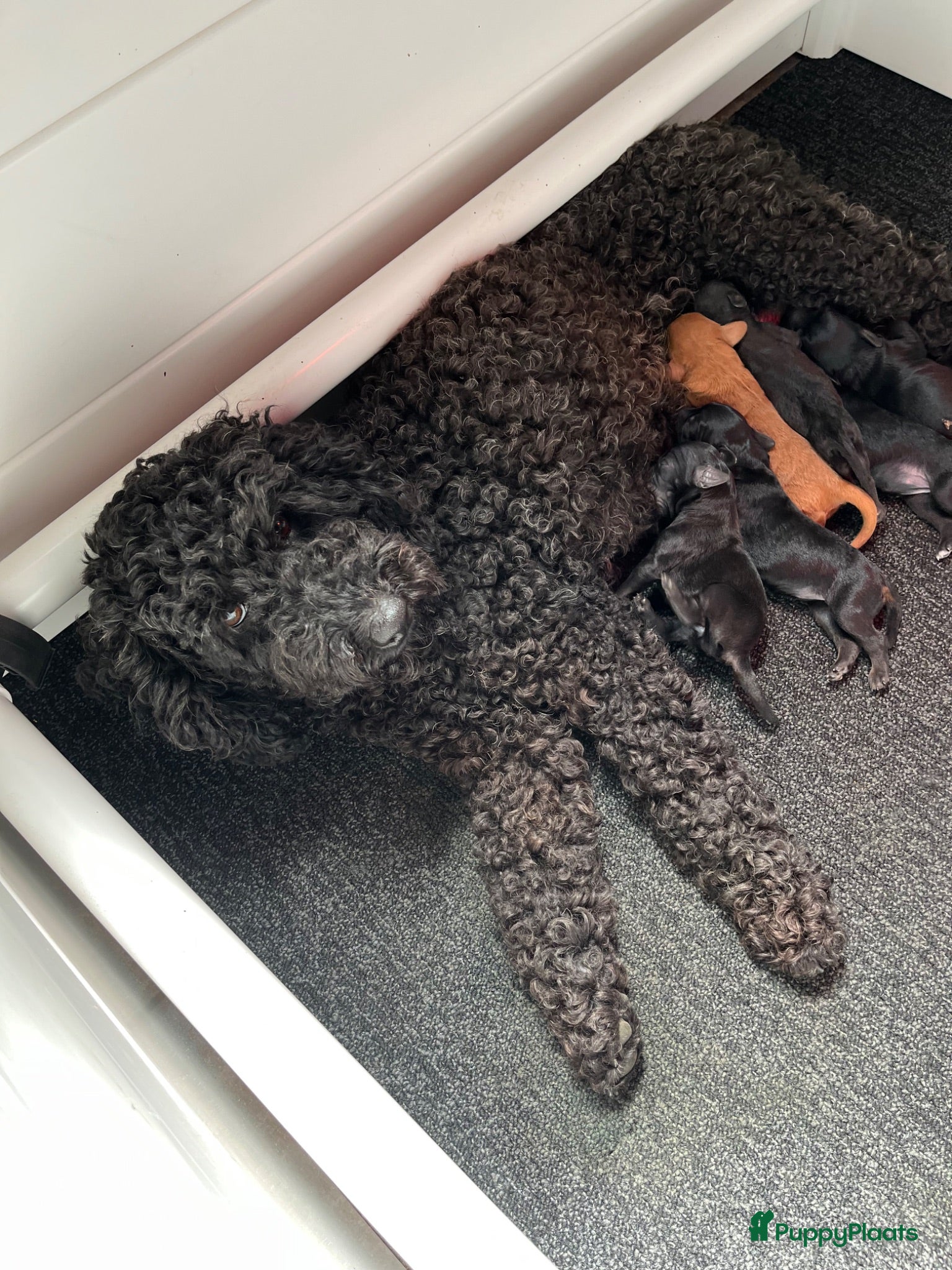Kruising honden Mini labradoodle - Advertentie 1