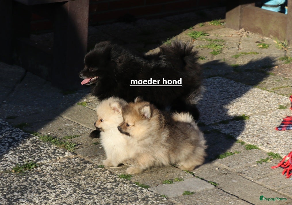 Pomeriaan honden pomeriaan pups  - Advertentie 1