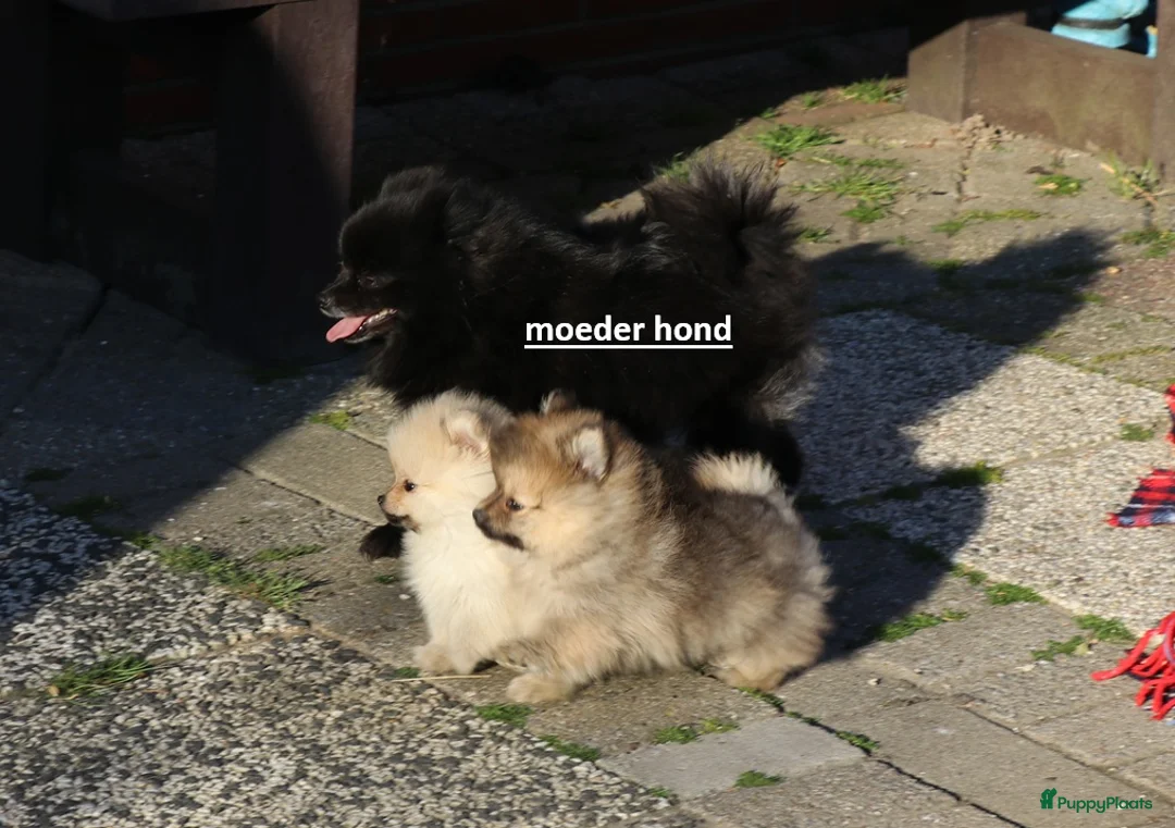 Pomeriaan honden te koop: pomeriaan pups  - Advertentie 1