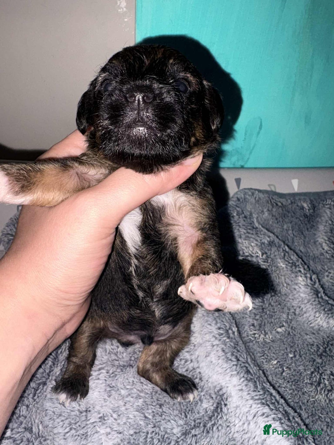 Kruising honden te koop: Jugapoo's België  - Advertentie 4