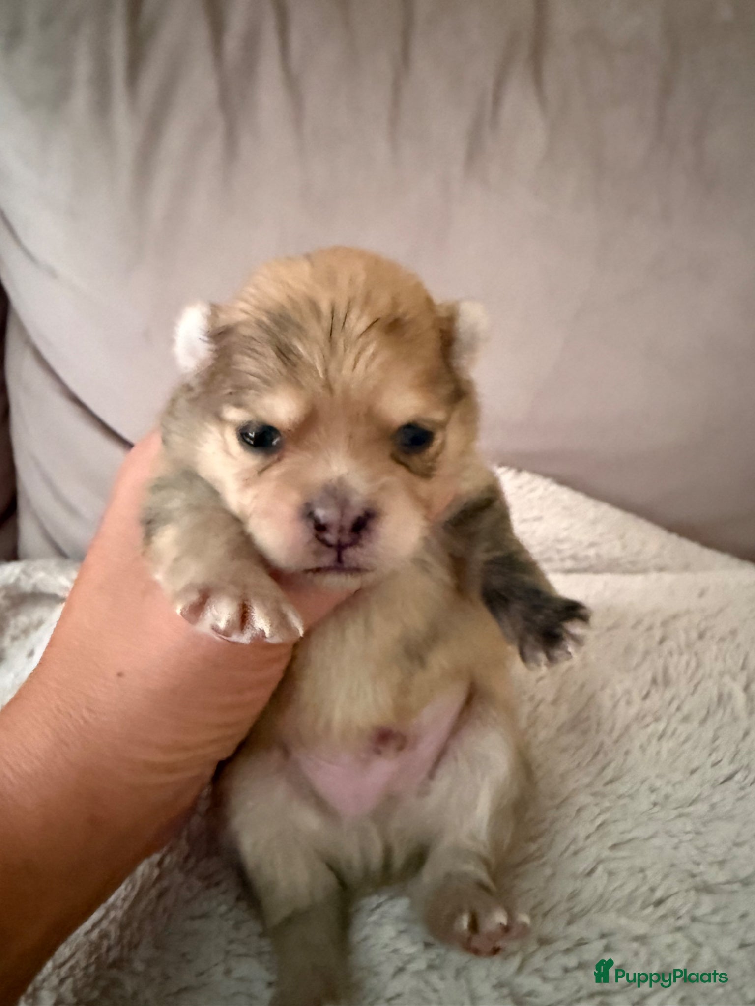 Pomeriaan Puppy 1