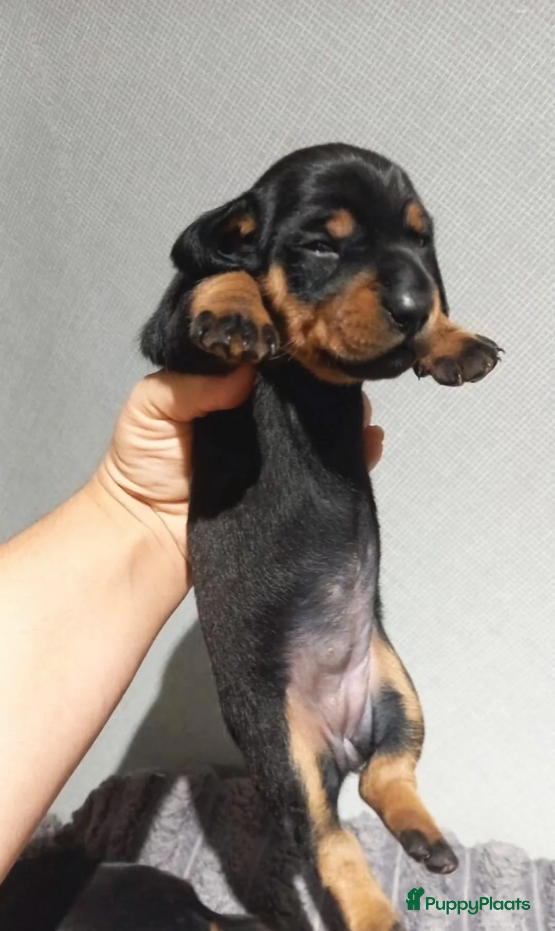 Teckel (korthaar)  honden te koop: teckel puppy’s in Utrecht - Advertentie 4