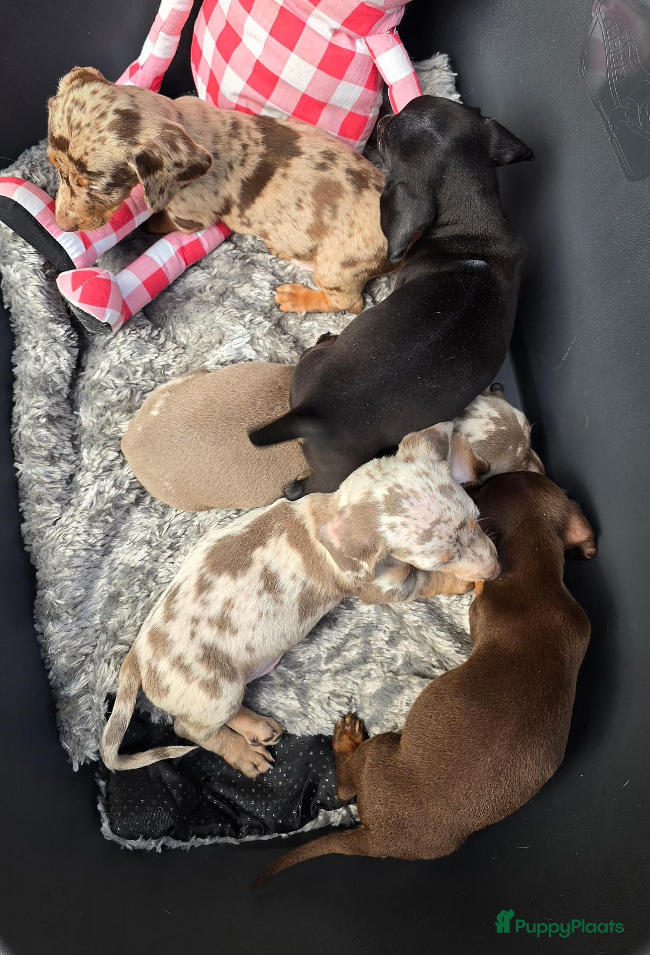 Dwergteckel honden Knapste teckel pups - Advertentie 2