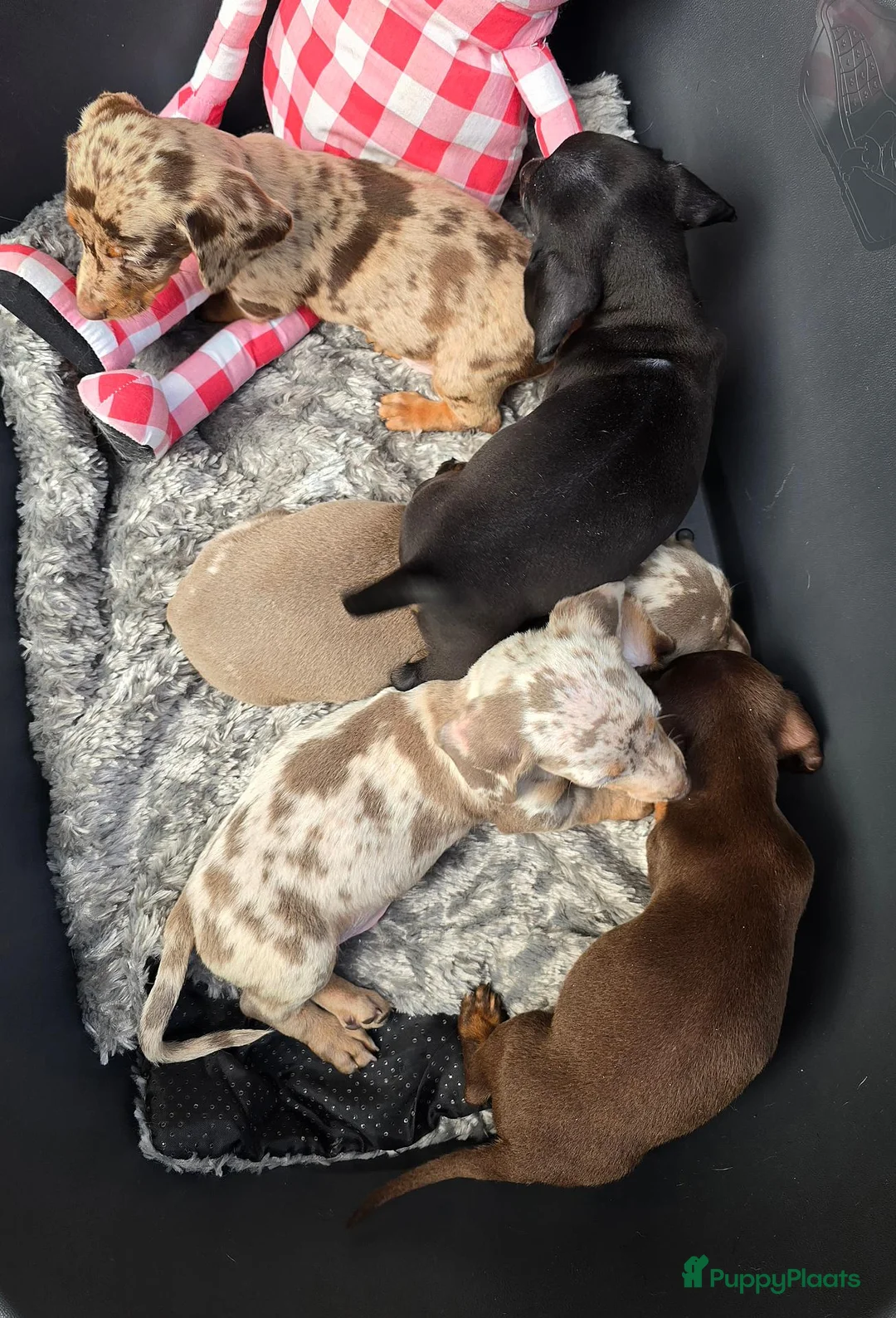 Dwergteckel honden te koop: Knapste teckel pups - Advertentie 1