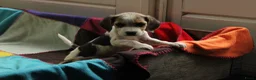 Beagle honden te koop: Beagle pups met stamboom  - Advertentie 14