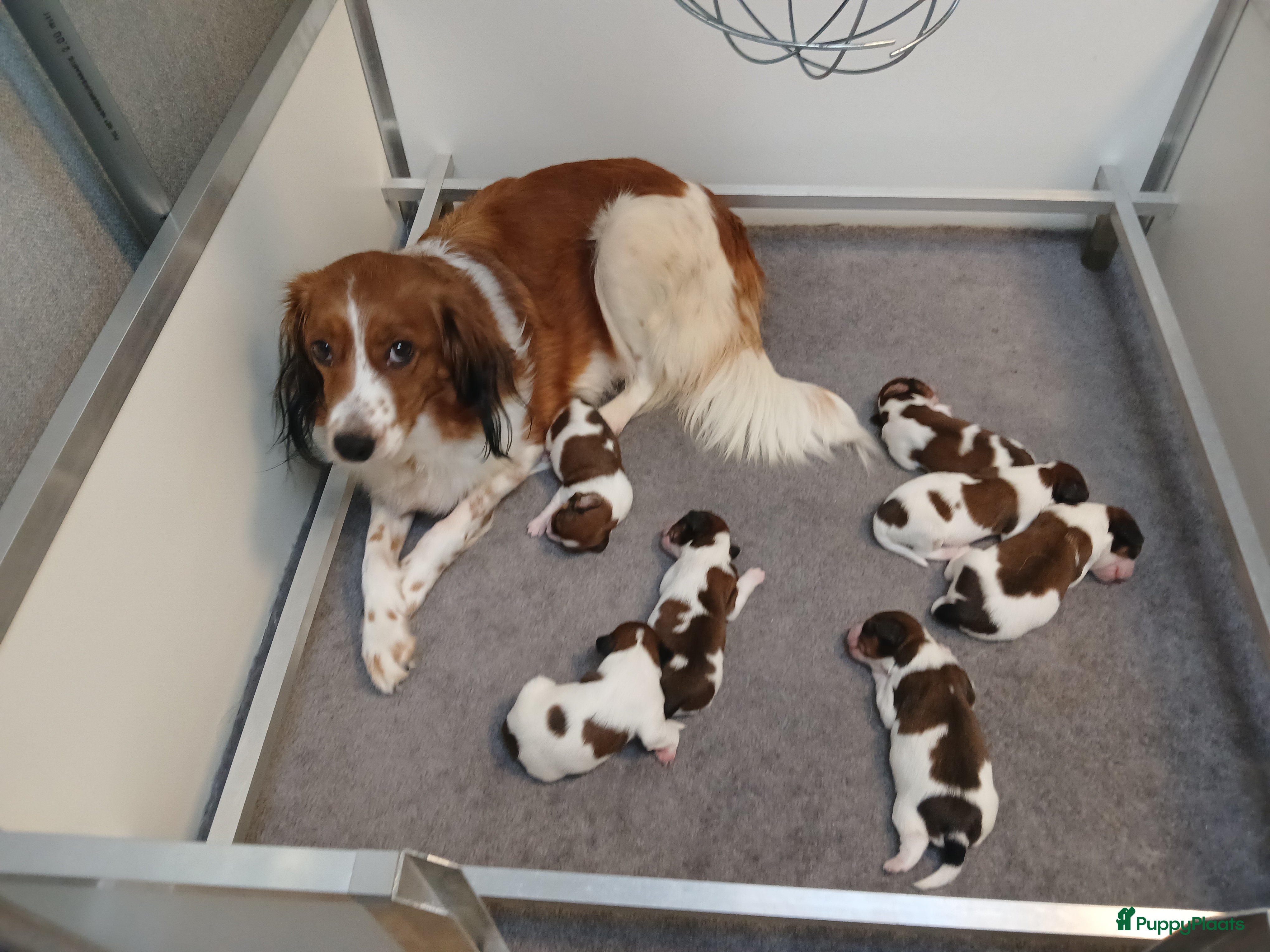 Kooikerhondje honden Supper liever  nestje kooiker pups van 7 - Advertentie 1