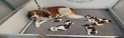 Kooikerhondje honden te koop: Supper liever  nestje kooiker pups van 7 - Advertentie 1