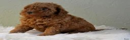 Poedel Toy honden te koop: Te koop Toy poedel pups met FCI stamboom - Advertentie 10