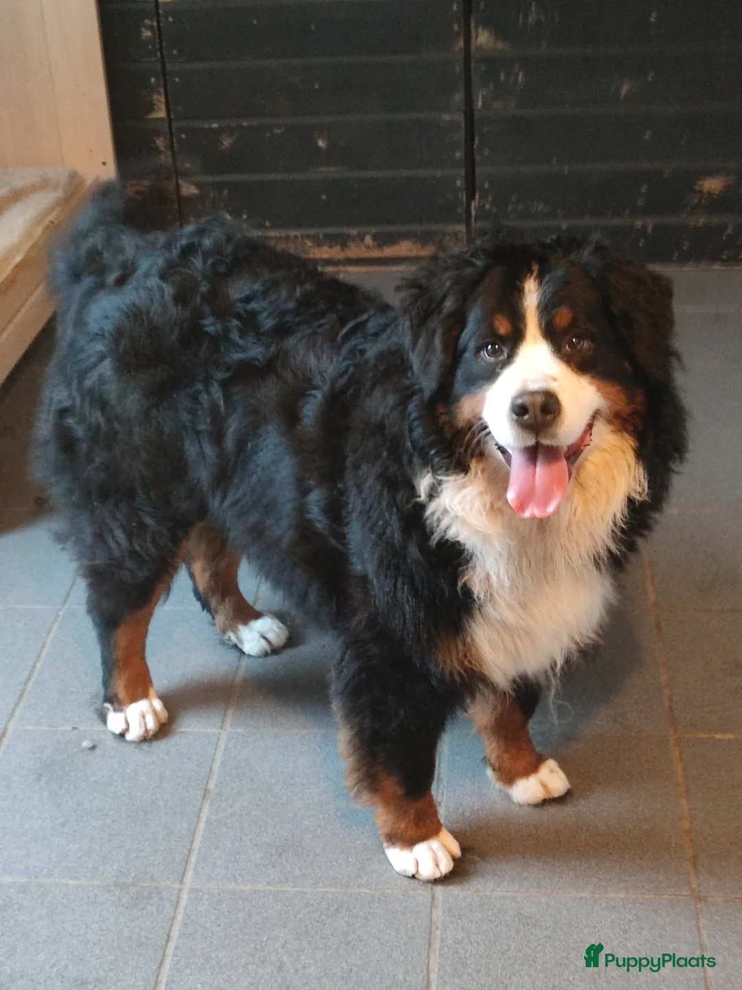 Berner Sennenhond honden te koop: Berner sennen - Advertentie 6