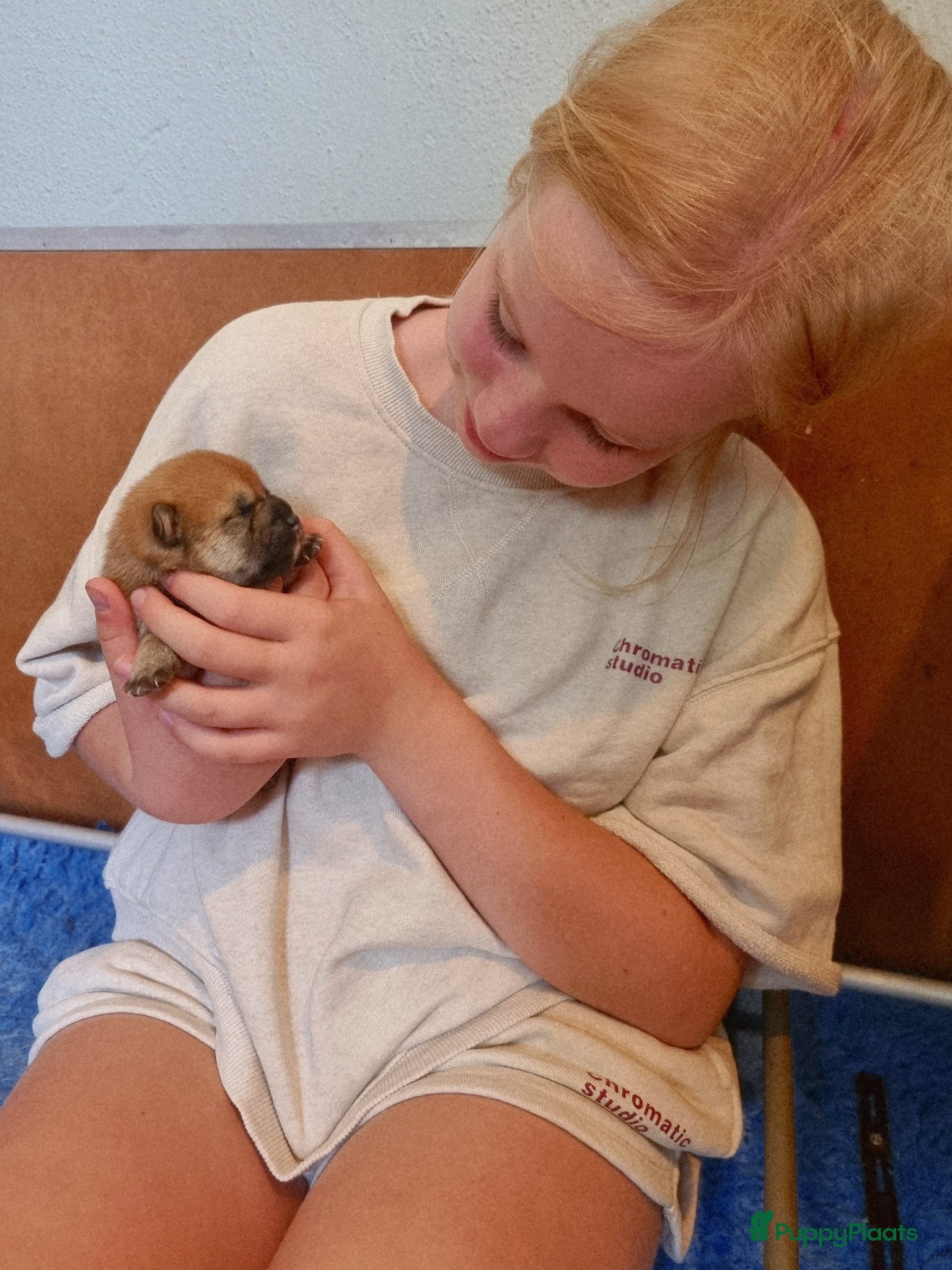 Shiba honden te koop: Shiba-inu pups met f.c.i stamboom  - Advertentie 2