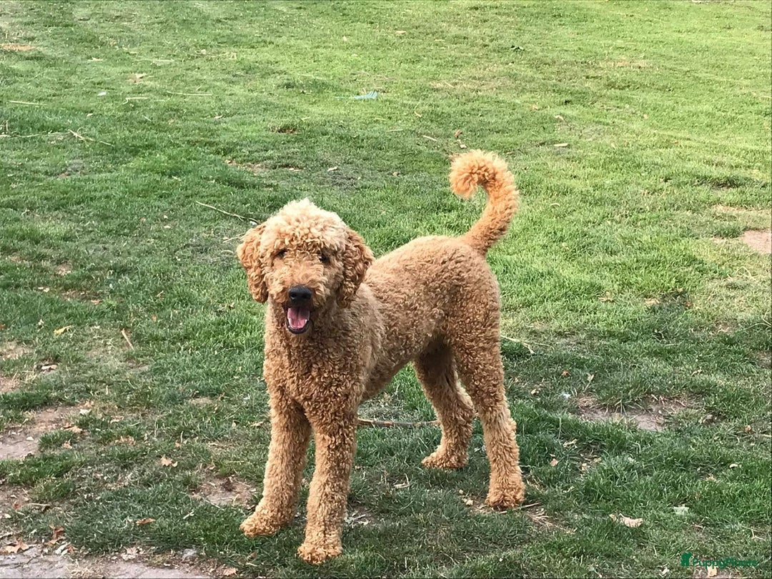 Goldendoodle honden te koop: F1 Goldendoodle pups - Afbeelding 24