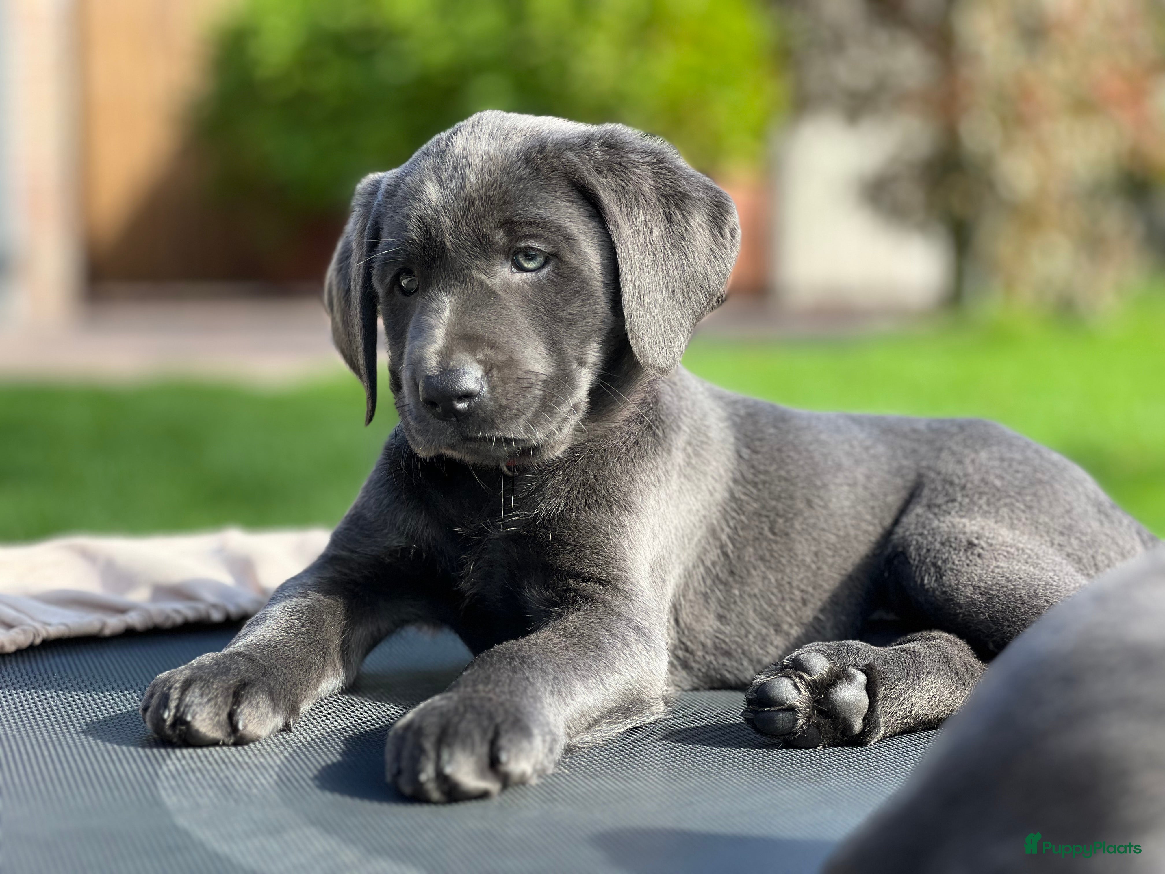 Labrador Retriever honden te koop: Charcoal en Lilac Labrador pups - Advertentie 1