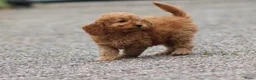 Cockapoo honden te koop: cockapoo pup, reutje - Advertentie 2