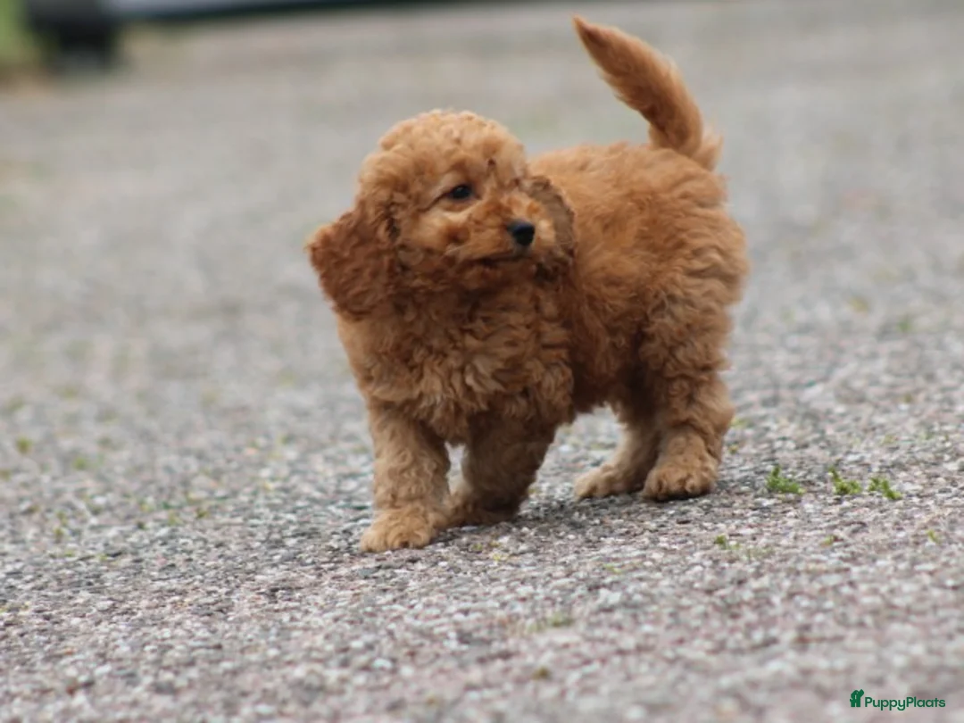 Cockapoo honden te koop: cockapoo pup, reutje - Advertentie 2