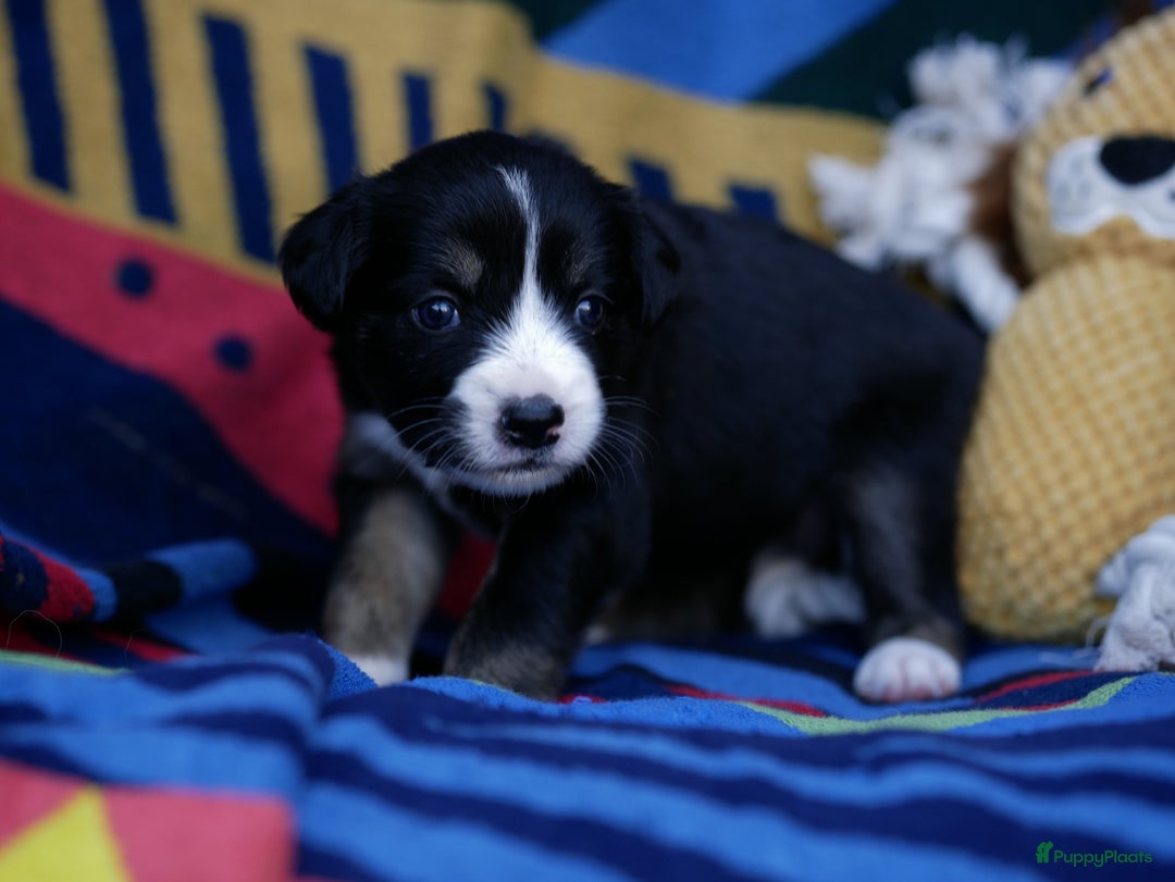 Border Collie honden te koop: Prachtige pups Border Collie/Barbado da Terceira - Afbeelding 17