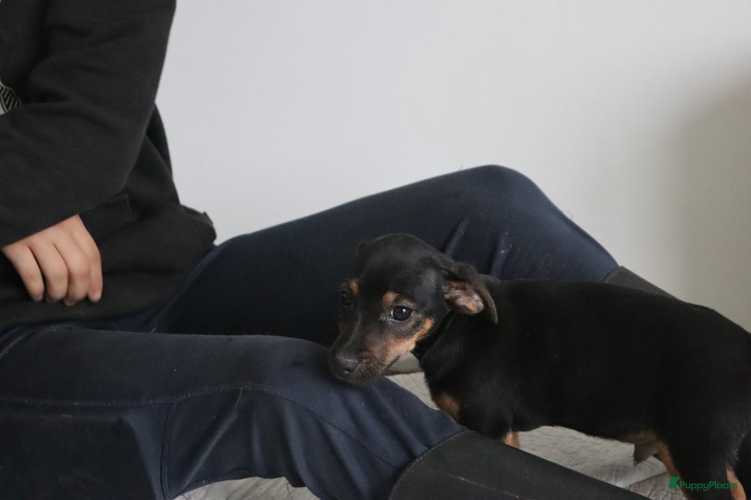 Jack Russel Terriër honden te koop: lieve Jack Russel pups  - Advertentie 6