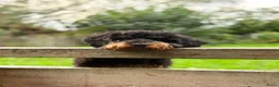 Australian Labradoodle honden te koop: Sproodle pups F1BB multigen  - Advertentie 25