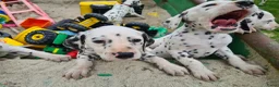 Dalmatiër honden te koop: dalmatiër puppy's zoeken leuk baasje. - Advertentie 4