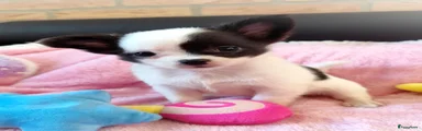Chihuahua 1