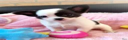 Chihuahua honden te koop: Nog 3 unieke en super schattige chihuahua puppys! - Advertentie 10