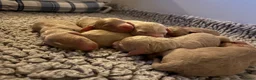 Kruising honden te koop: Irish Golden Doodle pups - Advertentie 2