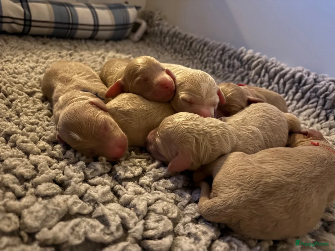 Kruising honden te koop: Irish Golden Doodle pups - Advertentie 2
